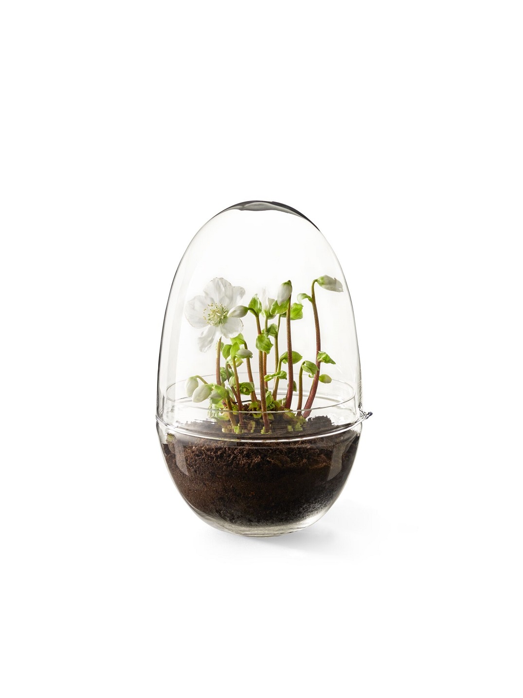 Grow Greenhouse Design House Stockholm Mini Serra ExtraLarge 3